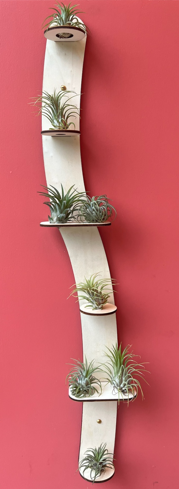 S-houder luchtplantjes